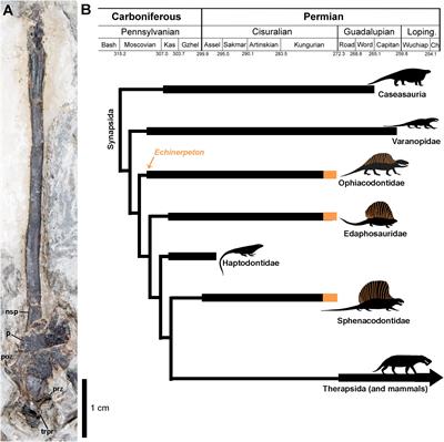 Antiquity of “Sail-Backed” Neural Spine Hyper-Elongation in Mammal Forerunners